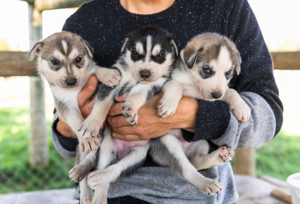 Rafting Tour und Besuch auf der Huskyfarm